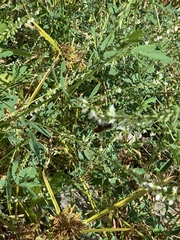 Xanthium strumarium