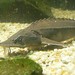 Acipenser baerii - Photo (c) Dina Elmahdy,  זכויות יוצרים חלקיות (CC BY-NC)