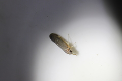 Synecdoche impunctata