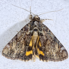 Catocala minuta