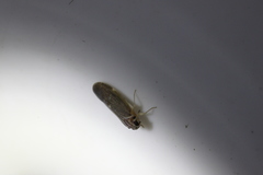 Synecdoche impunctata