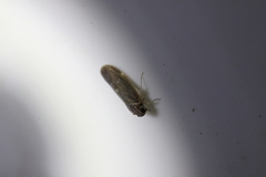 Synecdoche impunctata