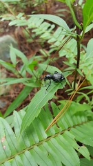 Pachyrhynchus pinorum transversalis