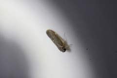 Synecdoche impunctata