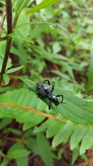 Pachyrhynchus pinorum transversalis
