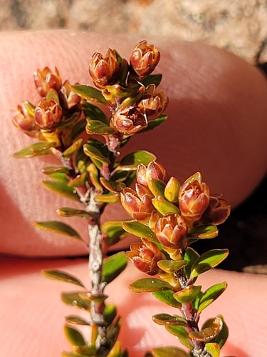 Image of Epacris alpina by (c) Brett Sandford, some rights reserved (CC BY)