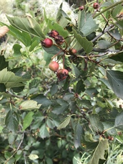 Crataegus succulenta