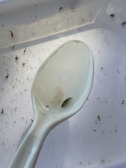 Hyalella
