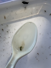 Hyalella