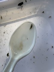 Hyalella