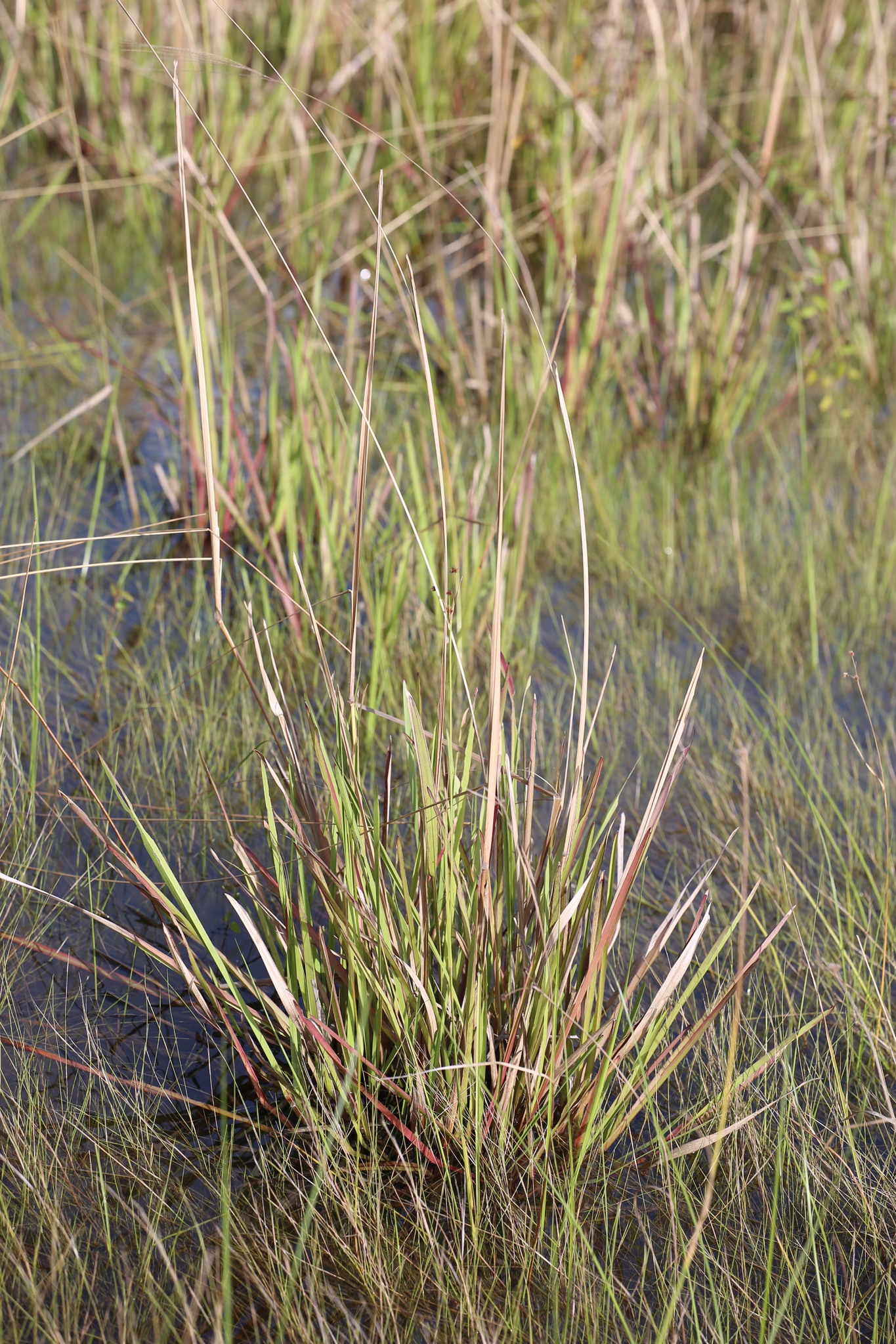 Trichanthecium cyanescens