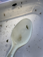 Hyalella