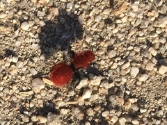Dasymutilla coccineohirta