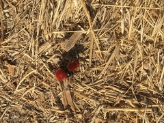 Dasymutilla coccineohirta