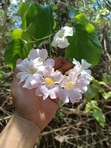 Bignonia aequinoctialis, photograph 4
