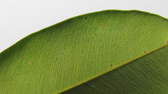 Machaerium condensatum