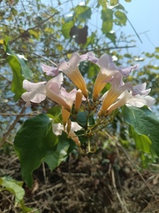 Bignonia aequinoctialis, photograph (c) Carlos Domínguez-Rodríguez, some rights reserved (CC BY)