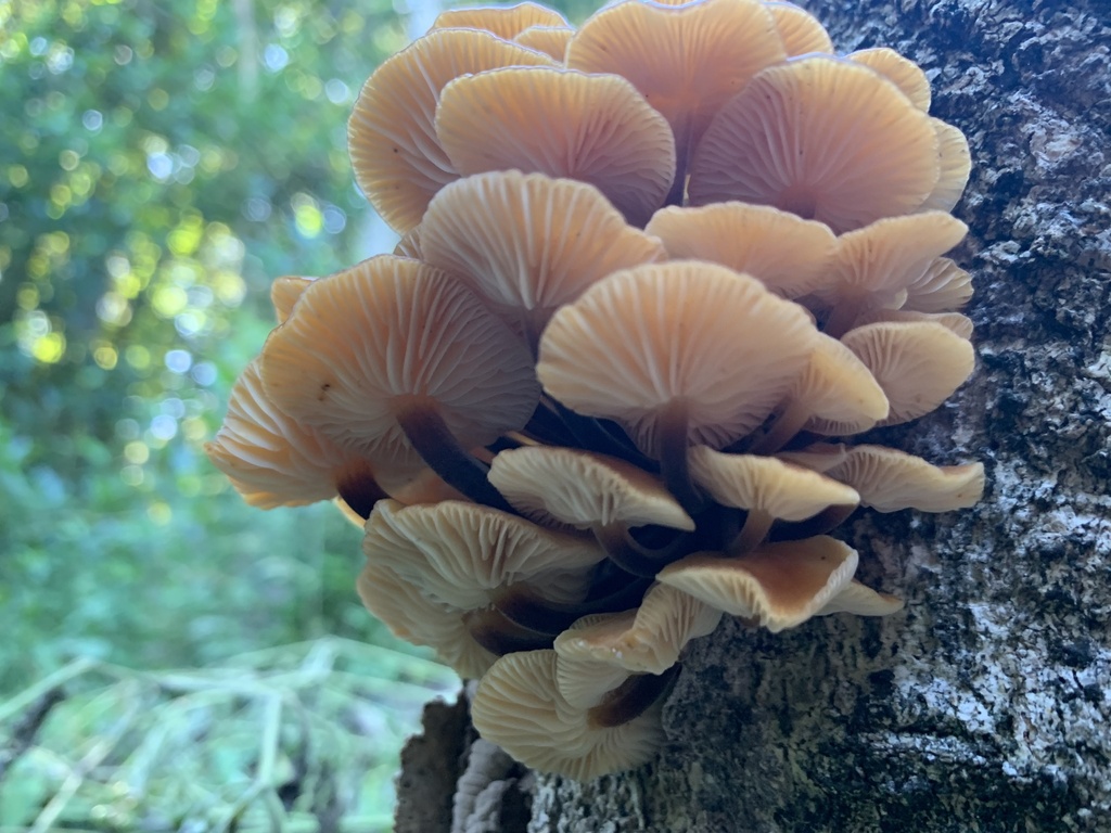Flammulina velutipes · April 2025 · photo: © ella_m_sangster (iNaturalist, cc-by)