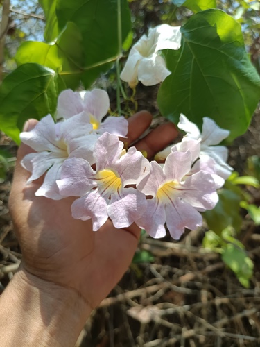 Bignonia aequinoctialis, photograph 6