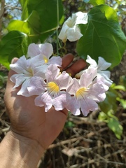 Bignonia aequinoctialis, photograph (c) Carlos Domínguez-Rodríguez, some rights reserved (CC BY)