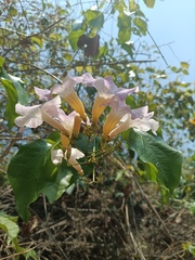 Bignonia aequinoctialis, photograph (c) Carlos Domínguez-Rodríguez, some rights reserved (CC BY)