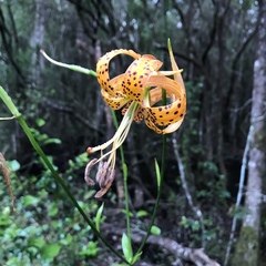 Lilium iridollae