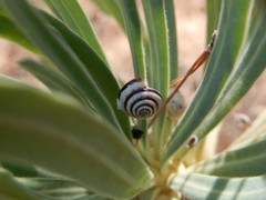 Trochoidea trochoides