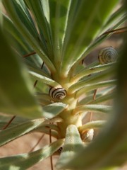 Trochoidea trochoides