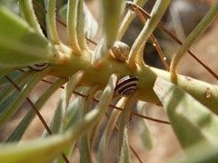 Trochoidea trochoides