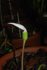 Arisaema murrayi