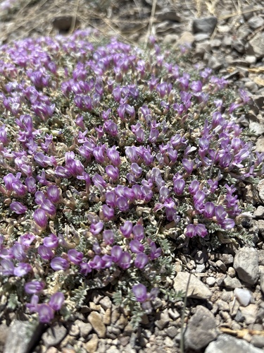 Flint Mountain milkvetch (Astragalus siliceus)
