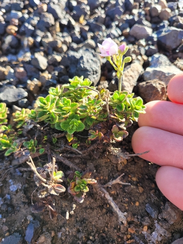 Image of Veronica hookeriana by (c) Brett Sandford, some rights reserved (CC BY)