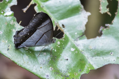 Archeuptychia cluena