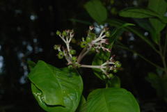 Chassalia curviflora