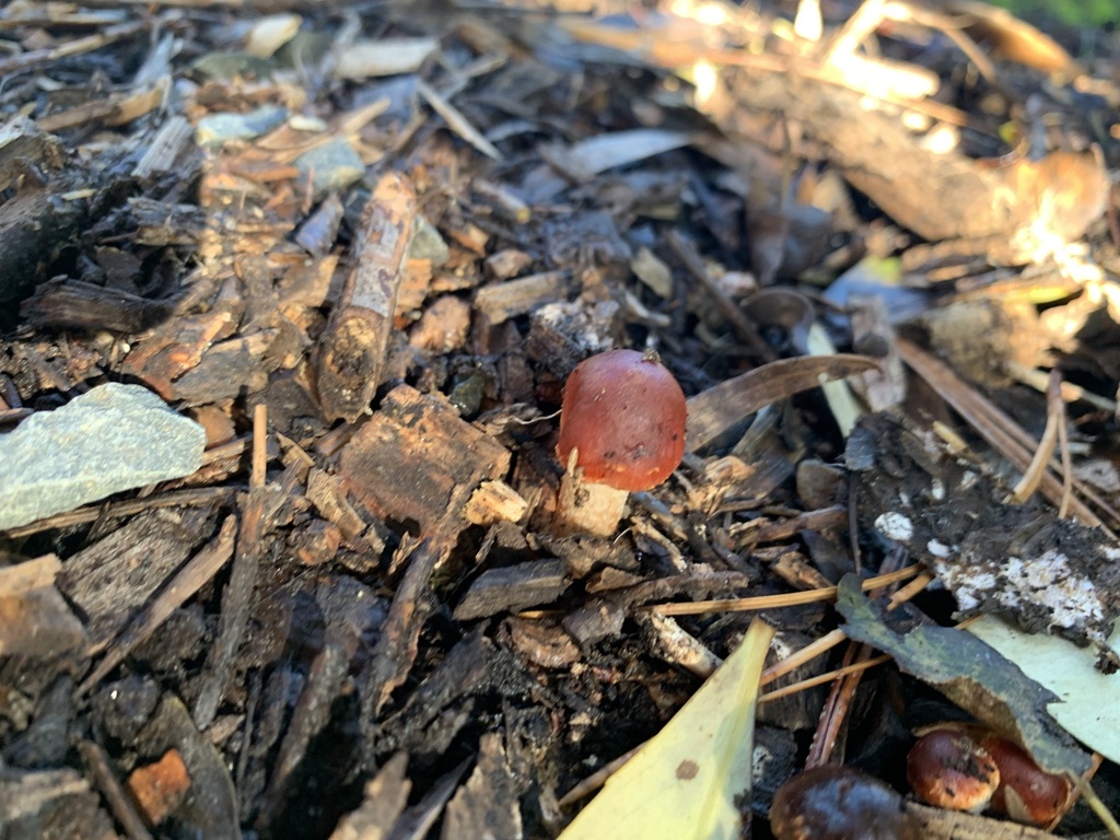 Leratiomyces ceres · April 2025 · photo: © ella_m_sangster (iNaturalist, cc-by)