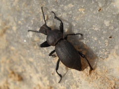 Cephalostenus elegans