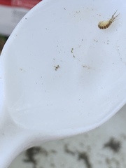 Corophiidae