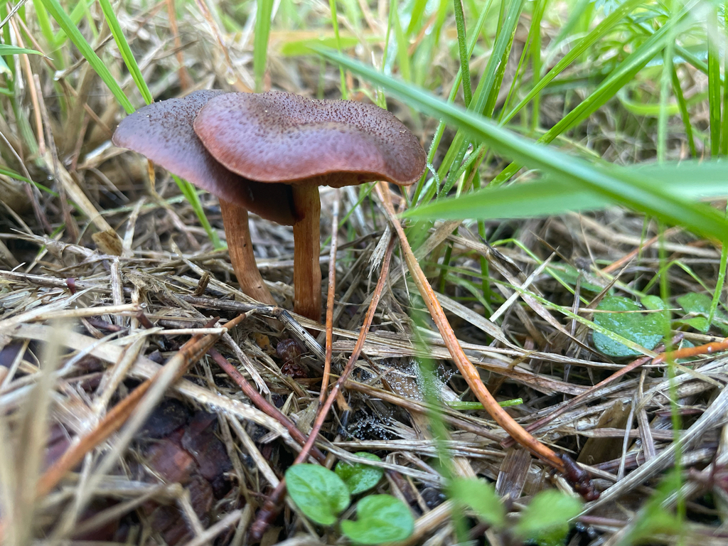 Gymnopilus purpuratus · April 2025 · photo: © kylie21571 (iNaturalist, cc0)