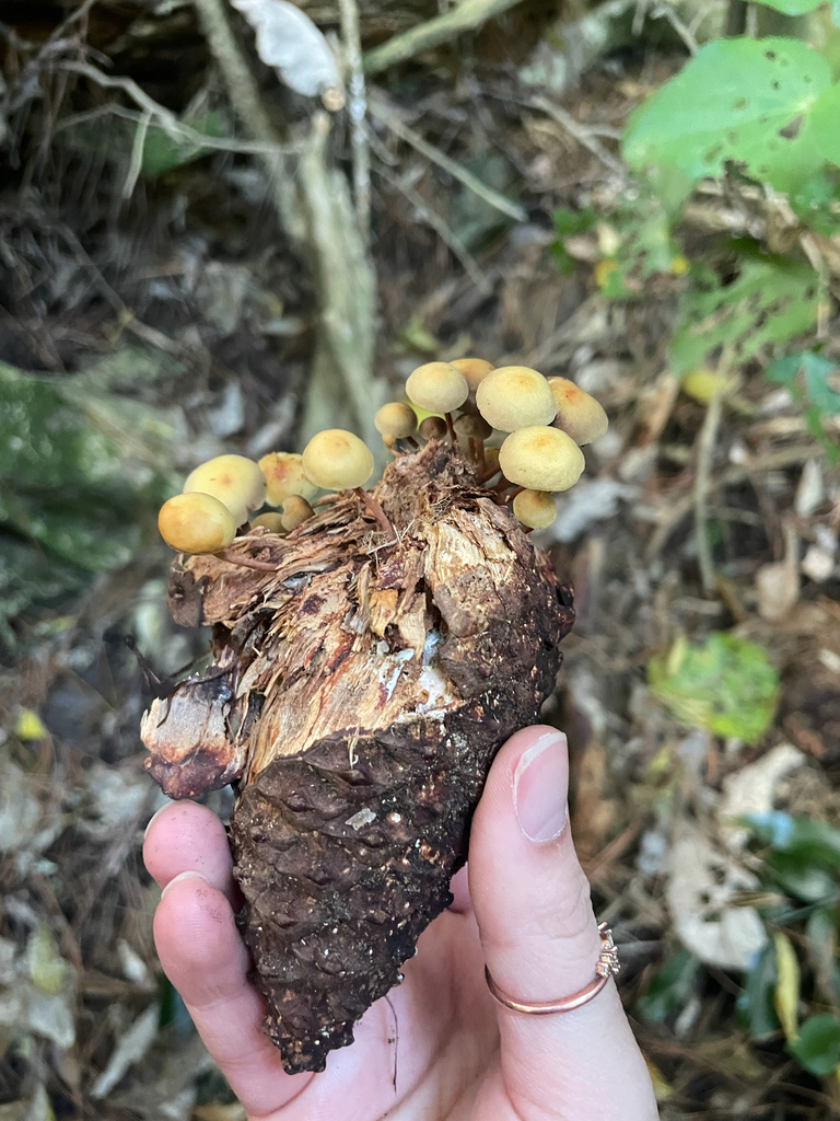 Hypholoma acutum · April 2025 · photo: © kylie21571 (iNaturalist, cc0)