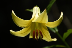 Lilium monadelphum