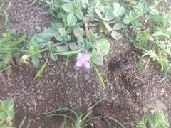 Cleome felina