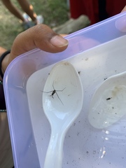 Gerridae