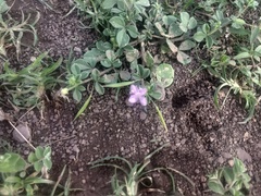 Cleome felina
