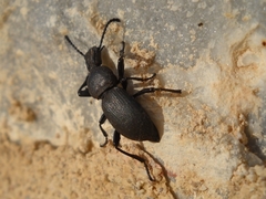 Cephalostenus elegans