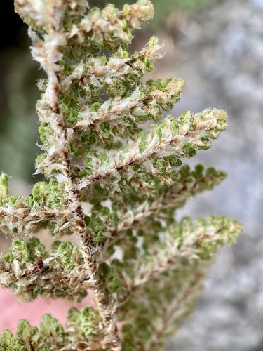 Image of Myriopteris windhamii by (c) Sue Carnahan, some rights reserved (CC BY)