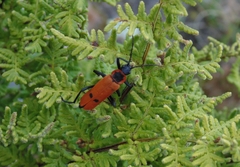 Chauliognathus togatus