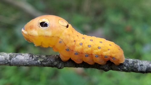 Spicebush Swallowtail, photo 5 of 8