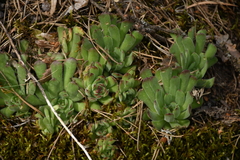 Sempervivum caucasicum