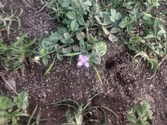 Cleome felina