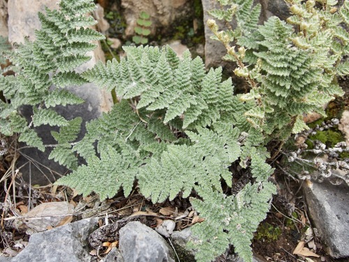 Image of Myriopteris windhamii by (c) Sue Carnahan, some rights reserved (CC BY)